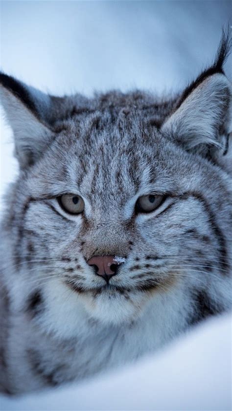 Wallpaper Lynx Wild Cat Face Snow Winter 1920x1200 Hd Picture Image