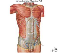 Beginning laterally and most superficially, the external oblique muscles are the first muscular layer originating from the fifth to twelfth ribs and. A - Anterior Abdominal Wall Flashcards | Quizlet