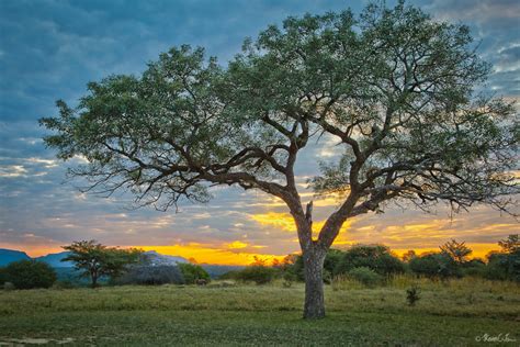 Top Iconic African Trees Natural World Earth Touch News