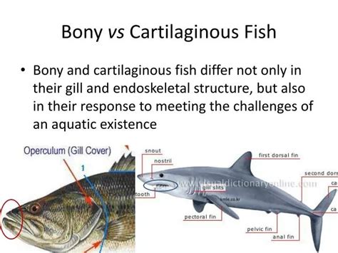 Cartilaginous Fish Heart Chambers Cartilaginous Fish Chondrichthyes