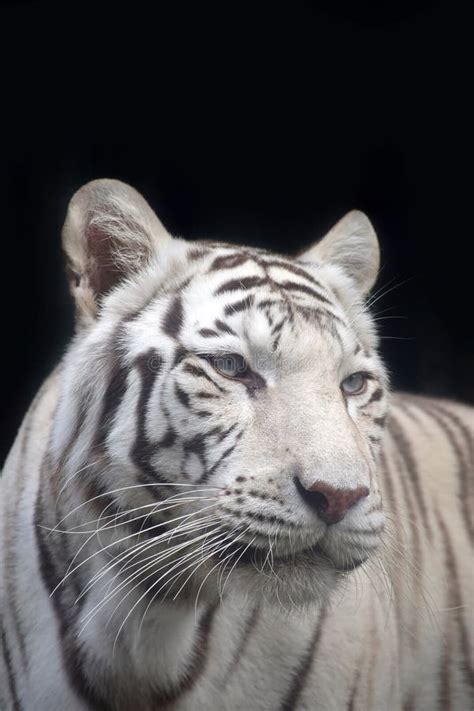 Close Up Portrait Of White Tiger Stock Image Image Of Tigress View
