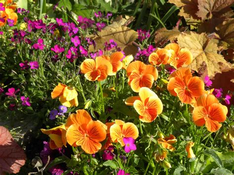 Orange Pansy Tiny Rubies Dianthus Flower Beds Pansies Flowers