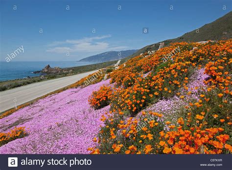 Usa California California Poppies Eschscholzia Californica At Coast