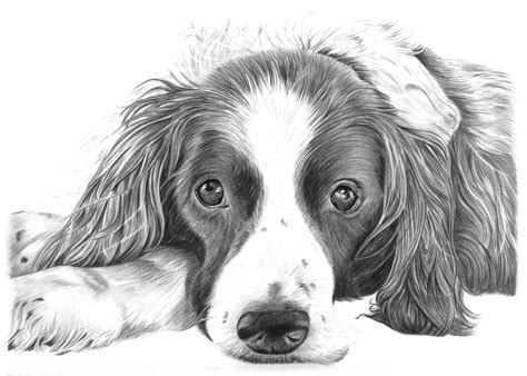 Pencil Drawings Of Dog And Puppies From Your Photos For Sale