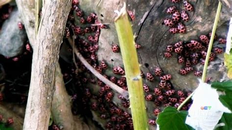 Ctv Montreal Asian Ladybugs Invade Montreal Ctv News