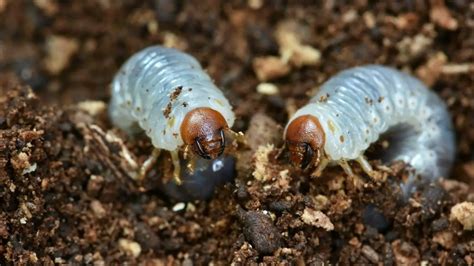 Get Rid Of Lawn Grubs How To Eradicate An Infestation