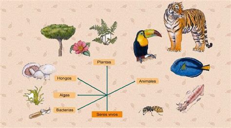 Características De Lo Seres Vivos Clasificación De Los Seres Vivos