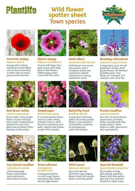 Wildflower Identification Get The Kids Spotting Town Plants And More