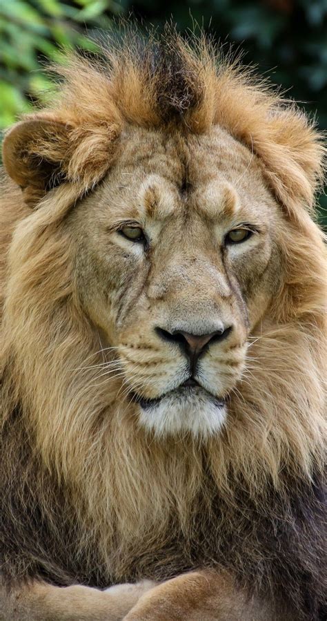 About Wild Animals Majestic Lion Animals Wild Majestic Animals