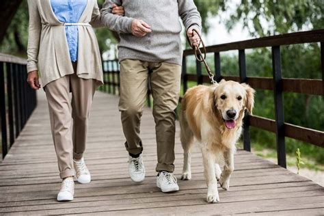 How Long Should A Golden Retriever Be Walked Explained Loyal Goldens