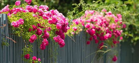 Climbing Roses That Tolerate Shade