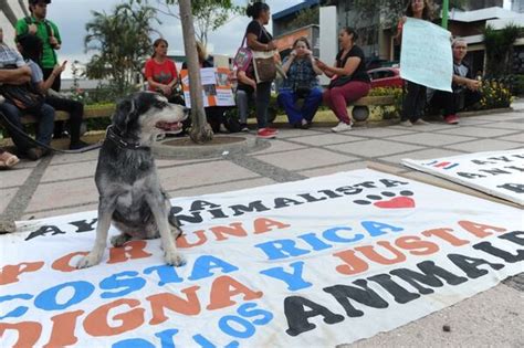 Decenas Reclaman Justicia Por Asesinato De Perro En Pavas La Nación