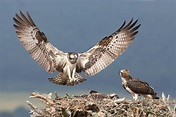 Birds of Prey: How to Find and Photograph Raptors | Nature TTL