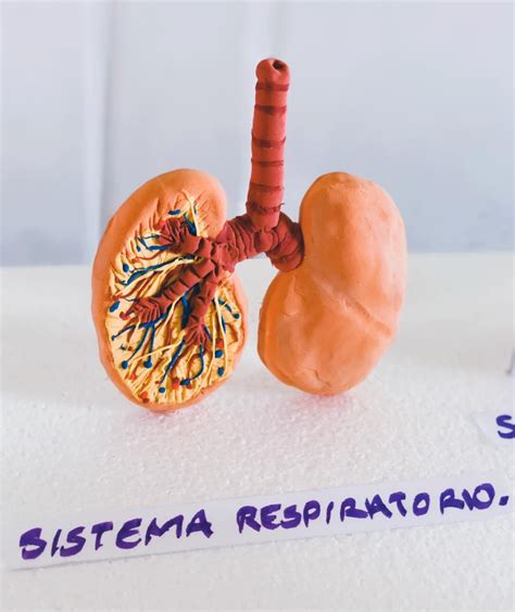 Pulmones Maqueta Del Sistema Respiratorio Maqueta Cuerpo Humano Porn