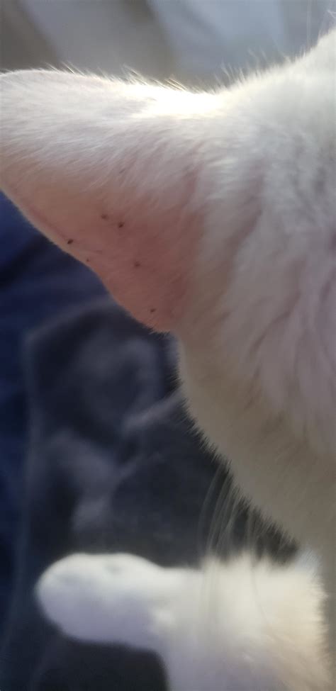 What Are These Black Spots On My Cats Ear He Went Outside And Came