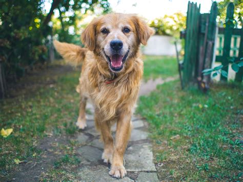 Einen Garten Hundefreundlich Und Sicher Gestalten