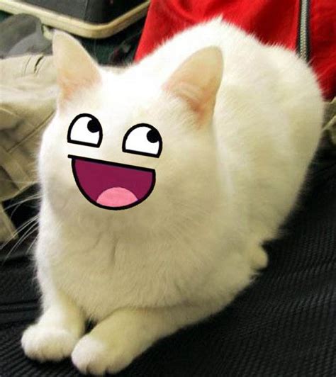 Pin By Heidi Cowden On Soooo Cute Happy Cat Funny Cat