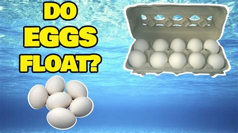 Do Eggs Sink Or Float Youtube
