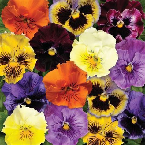 Pansy Seeds 17 Pansies Annual Flower Seeds