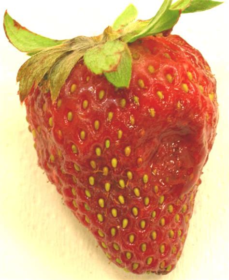 Strawberries Bruising Or Decay International Produce Training