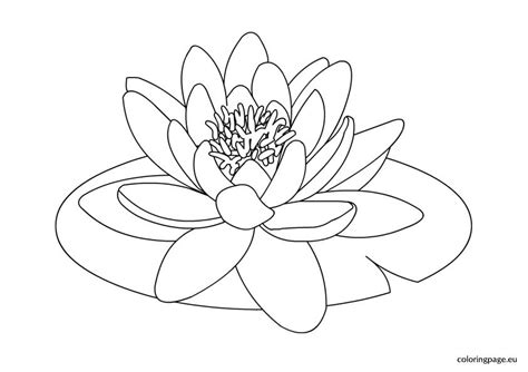 Water lilies are flowers that grow on top of the water. Water lily - Coloring Page