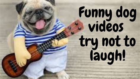 Funny Dog Videos Try Not To Laugh Try Not To Laugh