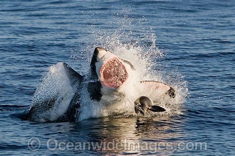 Great White Shark Attacking Seal Photo Image
