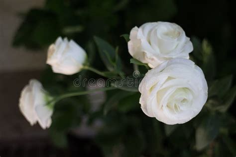 Beautiful White Rose Flower In The Garden Stock Photo Image Of