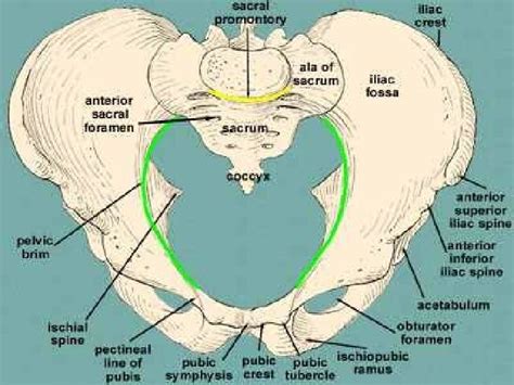 Female Pelvic Anatomy The Hip Bone Is Originally
