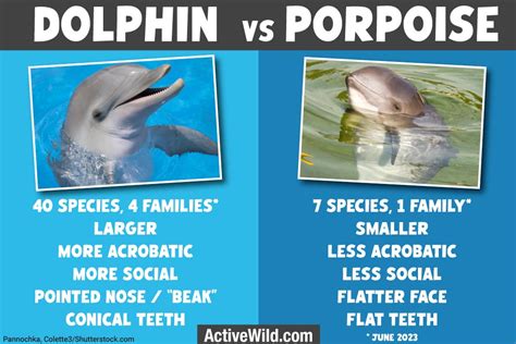 Dolphin Vs Porpoise What Is The Difference Between Dolphins