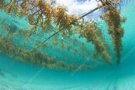 Seaweed Farming In Indonesia Stock Image C0153636 Science Photo