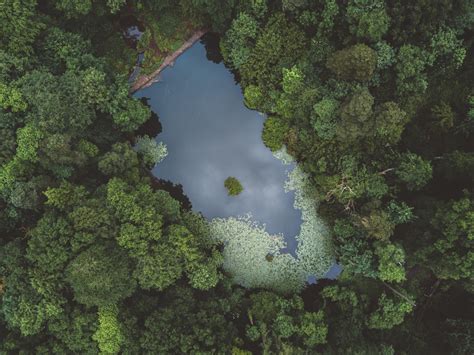 Fotos Gratis Bosque Lago Reflexión Selva Terreno Vista Aérea
