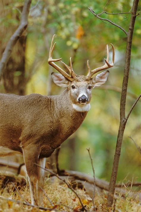 Cts Fall Archery Deer And Turkey Season Opens September 15
