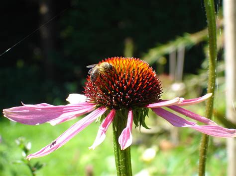 Check spelling or type a new query. Cone flower and honey bee Photograph by Susan Baker