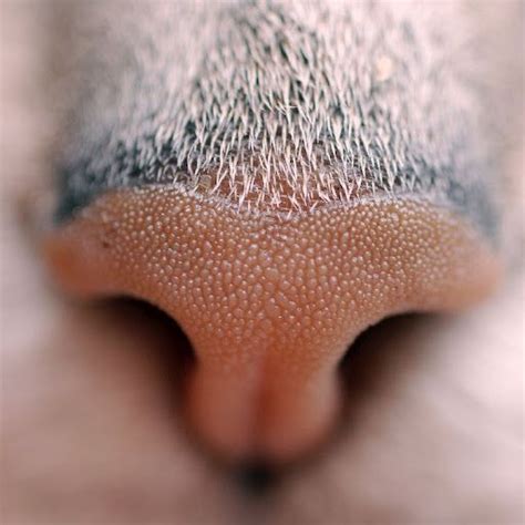 Fact Feline Nose Prints Are Unique By Tracy Dion On May 5th 2012
