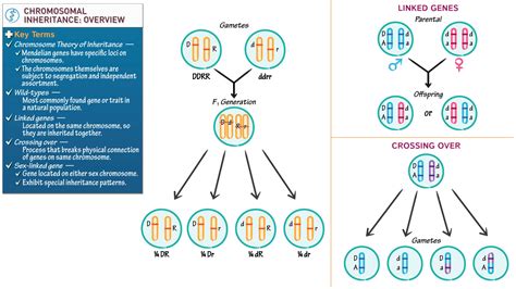Cell Biology Chromosomal Inheritance Overview Ditki Medical And Biological Sciences