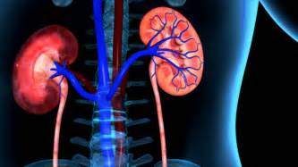 Human Kidney Stock Footage Video Shutterstock