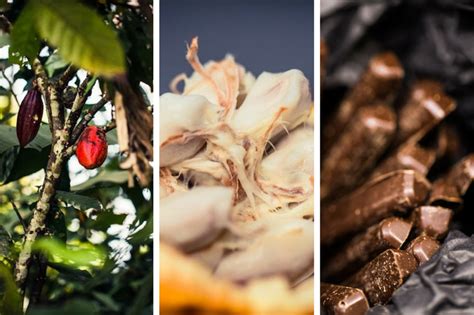 Reviving The Fine Flavor Cocoa Industry In Trinidad Tobago Caribbean Co Cocoa Tobago