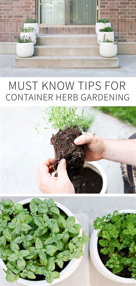 Must Know Tips For Container Herb Gardening Artofit