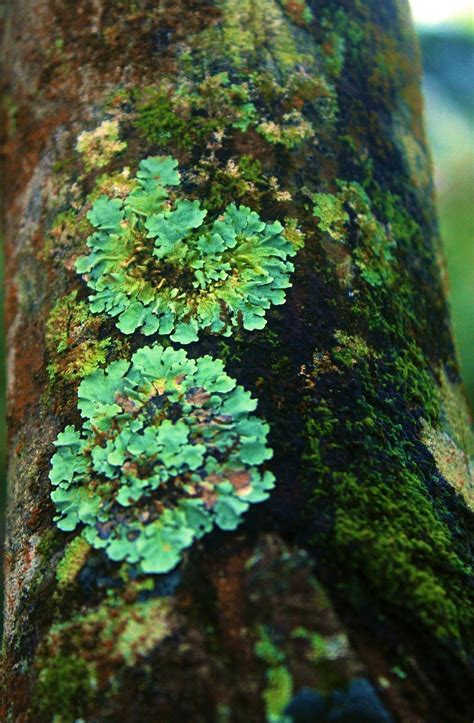 Mushroom Fungi Mushroom Art Growth And Decay Lichen Moss Slime