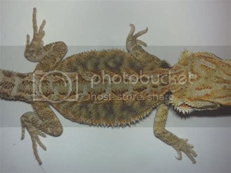 Se England Gandg Redcitrus X Snow Bearded Dragons 4 Months Old Reptile