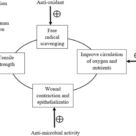 Wound Healing Activity Of Andrographolide Download Scientific Diagram