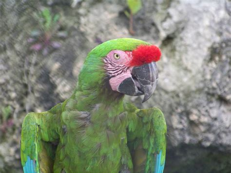 Free Photo Parrot American Red Macao Free Download Jooinn