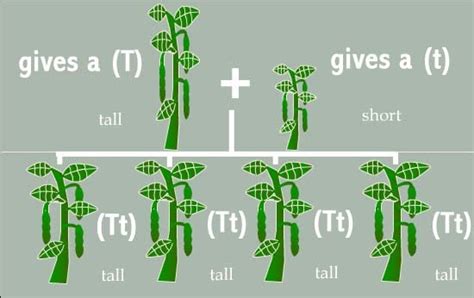 Genetics On Geris Corner What Did Mendel Learn From His Pea Plant