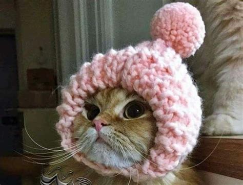 1334 Best Cats Wearing Hats Images On Pinterest Baby Kittens Cats