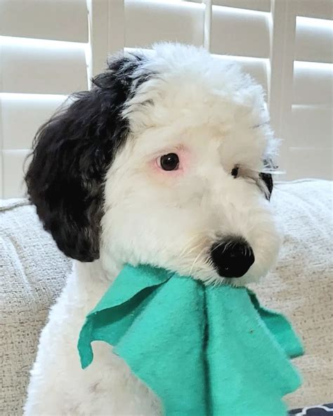 This Sheepadoodle From Us Looks Just Like Snoopy Mothershipsg News