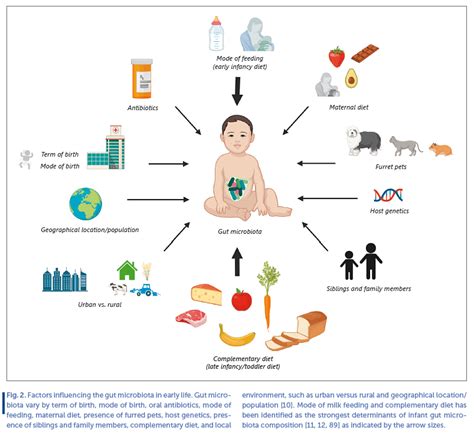 Gut Microbiota Development Influence Of Diet From Infancy To Toddlerhood
