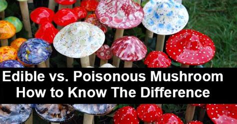 Edible Vs Poisonous Mushrooms What Is The Difference