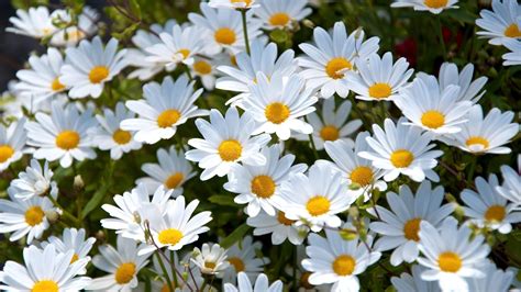 White Daisies Hd Wallpaper Background Image 1920x1080 Id683913