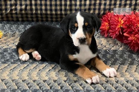 We have eight cute pups here on our four acre property that will be up for adoption in mid january!! Sarah: Greater Swiss Mountain Dog puppy for sale near ...
